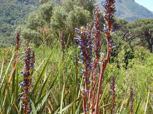 Kirstenbosch National Botanical Garden.